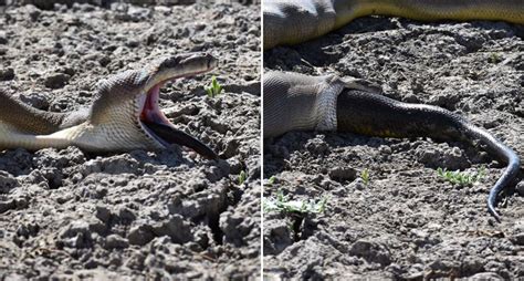 Image result for Dead Snakes Python