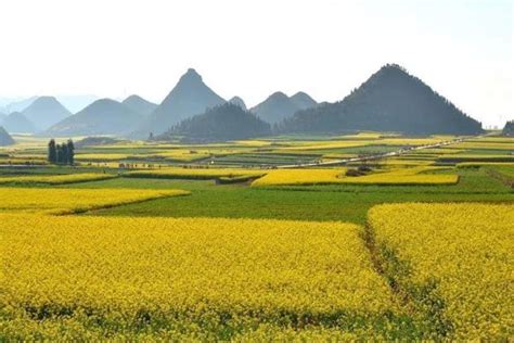 万峰林油菜花在哪里,万峰林9个景点_大山谷图库