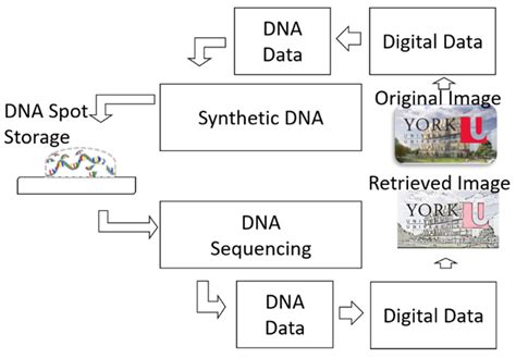 UV-Vis Spectrophotometric Analysis of DNA Retrieval for DNA Storage ...