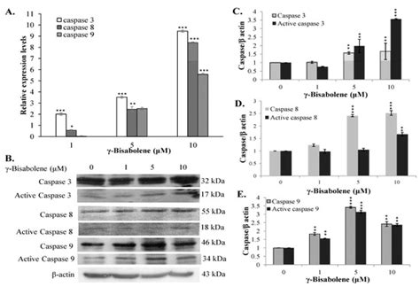 Anticancer Activity of γ-Bisabolene in Human Neuroblastoma Cells via ...