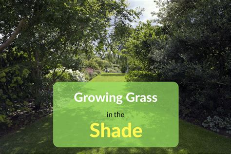 Growing Grass in the Shade