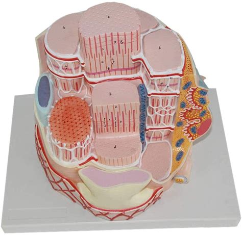 Buy KEZaiZHe Anatomy Education Model - Skeletal Muscle Fiber Model and ...