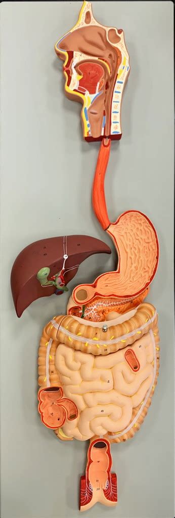 Image result for Digestive Model Tutorial