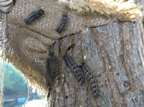 Image result for Gypsy Moth Control