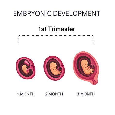 First-Trimester Weeks 的图像结果
