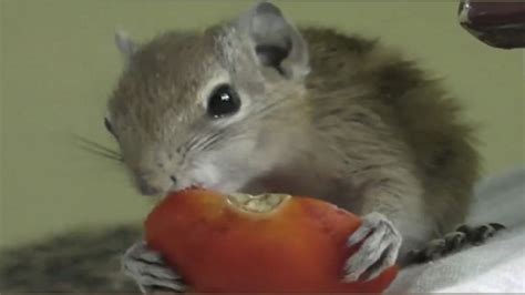 Squirrel as Pet: Tamil Nadu youngsters rescue and give fur a home