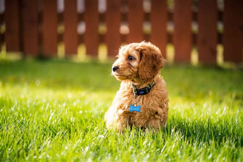 Image result for Petplan Cockapoo