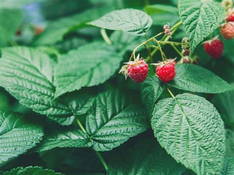 Tips For Training Raspberries - Learn How To Trellis Raspberry Plants ...