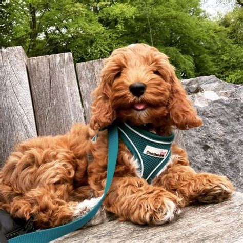 Dog Harnesses | Doodlebone