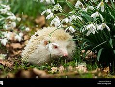 Image result for Bunny Albino with Black Eyes and Nose