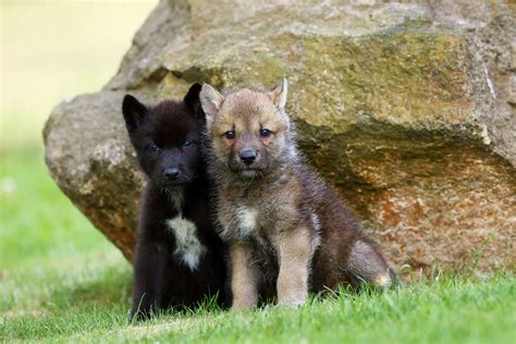 Image result for Scotland Wolves