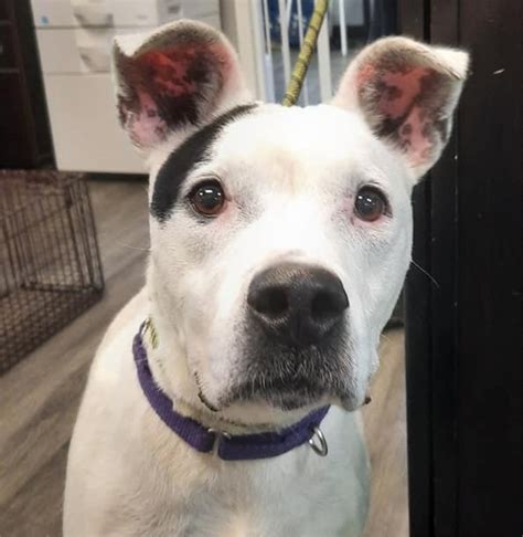 Caroline County Humane Society | Programs & Services