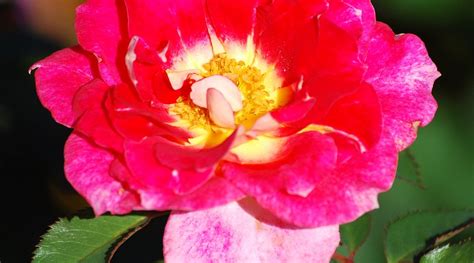 TYLER ROSE GARDEN & CENTER (2025) All You Need to Know BEFORE You Go ...