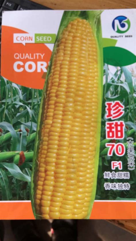 玉米种子的结构