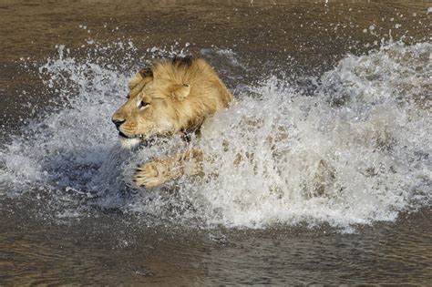 Maasai Mara Sommer 2023 - Serengeti Wildlife bei Uwe Skrzypczak