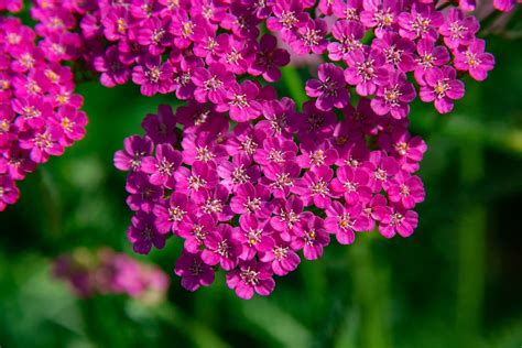 Achillea 'Yarrows' Care & Growing Tips | Horticulture.co.uk