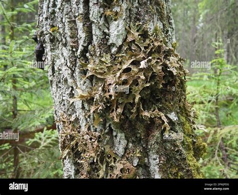 Moss and lichens on the bark of a tree in a spruce taiga forest. Karelia, Orzega. Lobaria ...