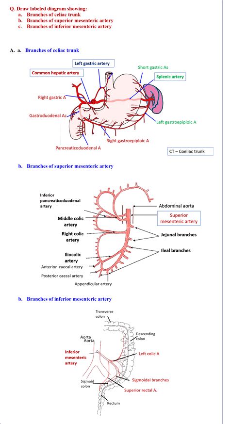 Superior Mesenteric Artery