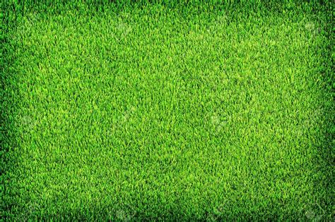 Buy Mexican grass for lawn, Lawn grass mexican, Grass for lawn mexican ...