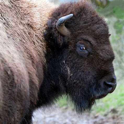 Wyoming State Mammal | American Bison
