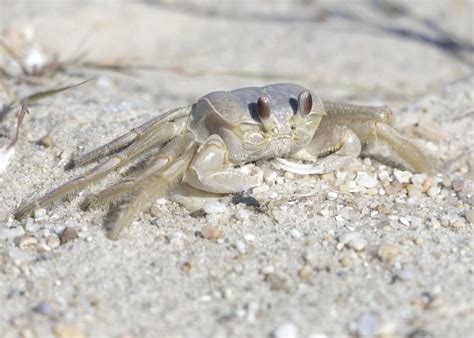 Sand Crab