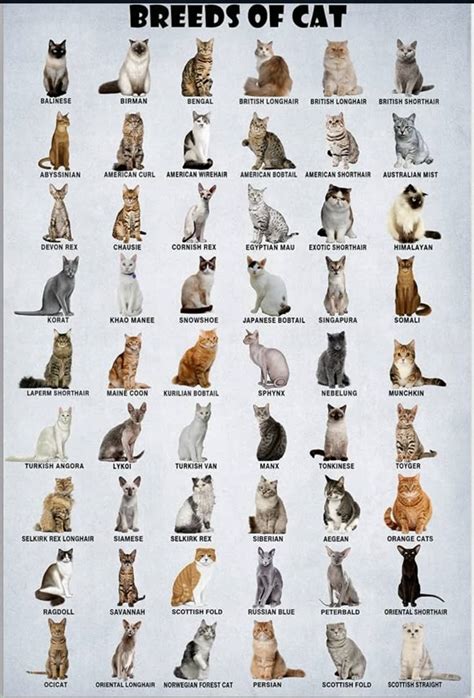 Image result for Types of Cats