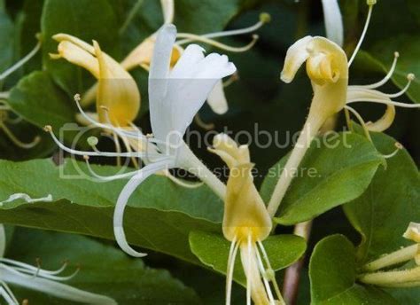 7 Flowers That Promote Overall Health – May Flower