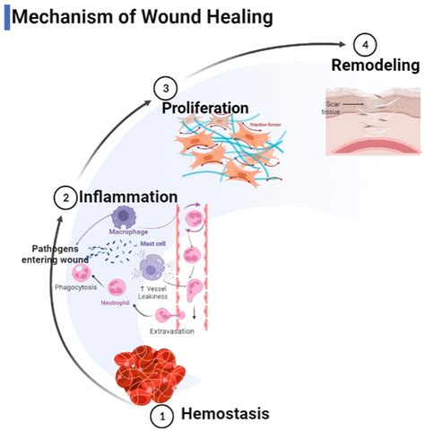 Application of Collagen-Based Hydrogel in Skin Wound Healing