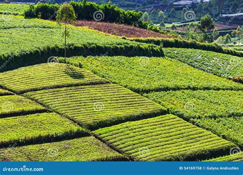 Image result for Java Field Example