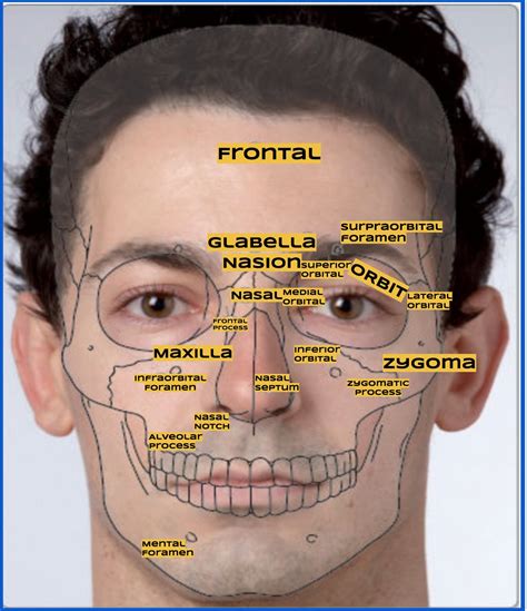 Face Anatomy