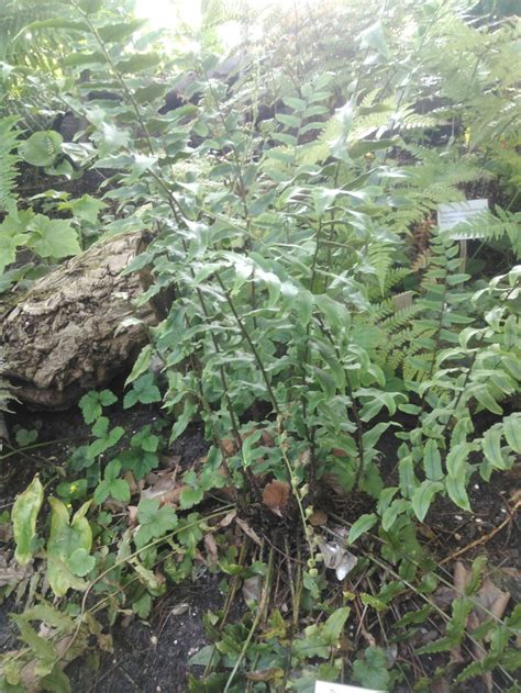 Cyrtomium fortunei var. intermedium - Smalle ijzervaren | Hortus ...