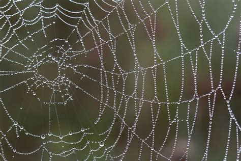 Black Widow Spider Web
