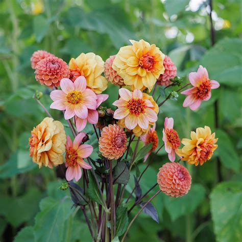 Special offers - Waitrose Garden