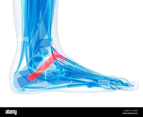 Human foot ligament (inferior extensor retinaculum) computer artwork ...