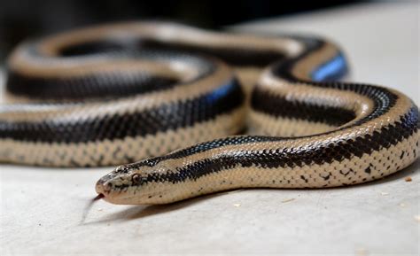 Rosy boa care sheet – Artofit