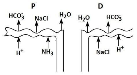 NEET Previous Year Questions (2016-2025): Excretory Products and their ...