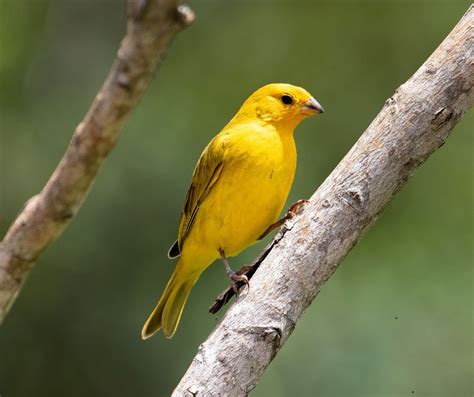 How to Care for Your Canary?: Essential Tips for Keeping Your Pet ...