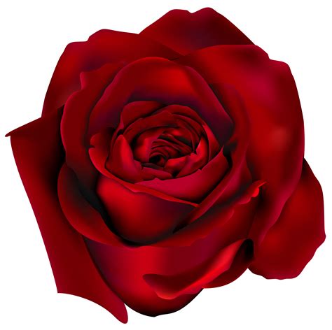 Rose red clipart 20 free Cliparts | Download images on Clipground 2025