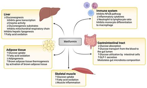 Metformin Lactic Acidosis Treatment