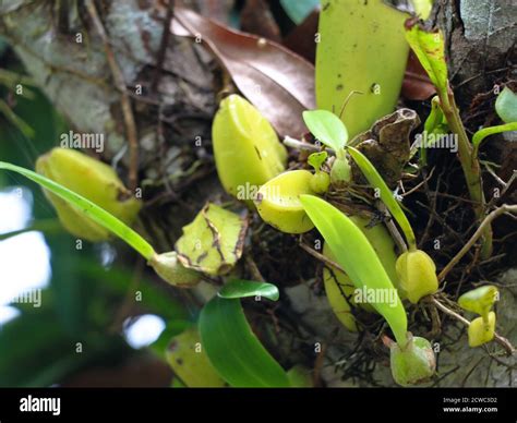 Western Ghats Plants