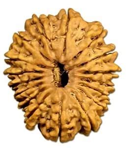 Om Sai.. 17 Mukhi Rudraksha Superb Natural Attractive Nepali Beads ...