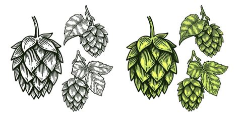 Set of hand drawn hop humulus lupulus line art engraving style vector ...
