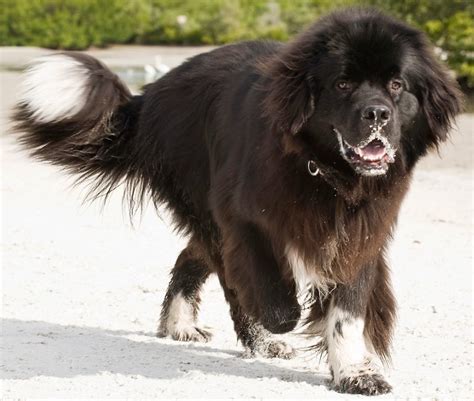 Newfoundlander Dogs 的图像结果