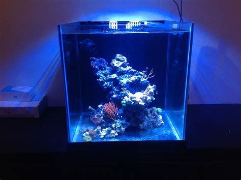 35 Gallon Cube Reef Tank Setup