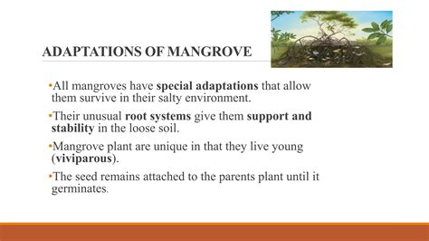 Mangroves.ppt