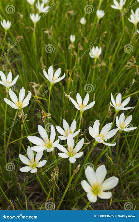 Little white flower stock image. Image of tranquil, blur - 50033675