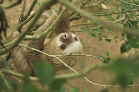 Image result for Sloth Guide Vesteria