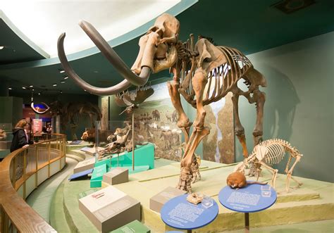 Imperial mammoth | extinct mammal | Britannica