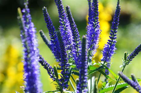 17 Best Perennials That Offer Long Bloom Periods