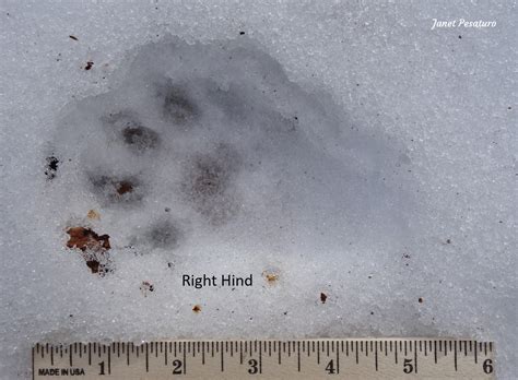 Fisher Tracks In Snow